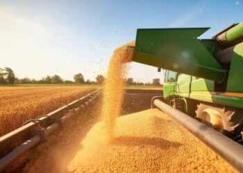 grãos, produtos agrícolas, produtos de cultivo